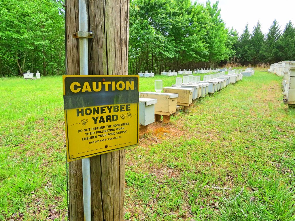 Bee Wild Honey Georgia farm tour SweetSavant.com America's best food blog 
